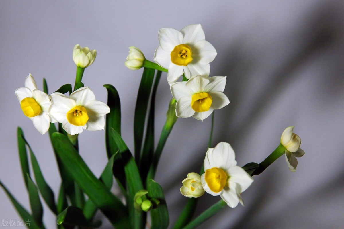 养猫咪不能养的植物,养猫咪的5大隐形危害