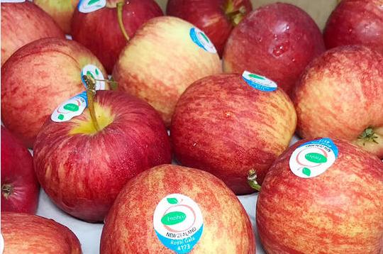 来自新西兰的嘎啦小苹果，一口就让你难忘