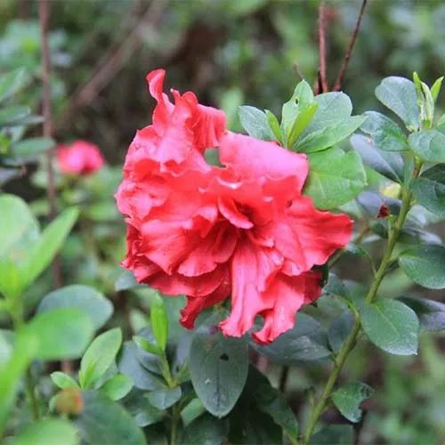 全部金木水火土五行五系植物介绍,五种植物代表五行