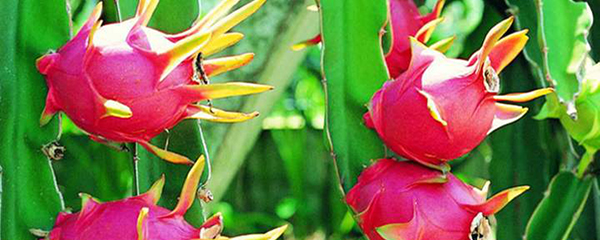 火龙果种植栽培技术,火龙果种植栽培技术与管理