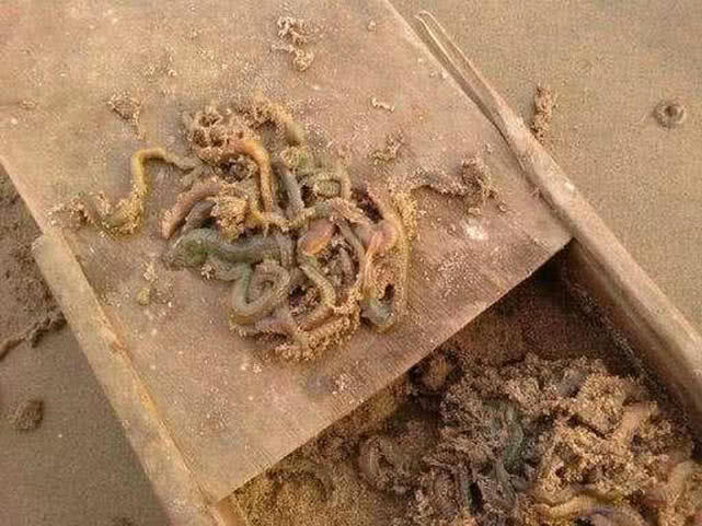 盐沟里钓“光鱼”，体形似胡萝卜，有点虎头蛇尾的感觉