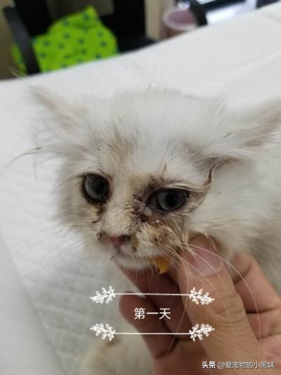 小猫打喷嚏流眼泪,小猫一直打喷嚏流眼泪眼屎多