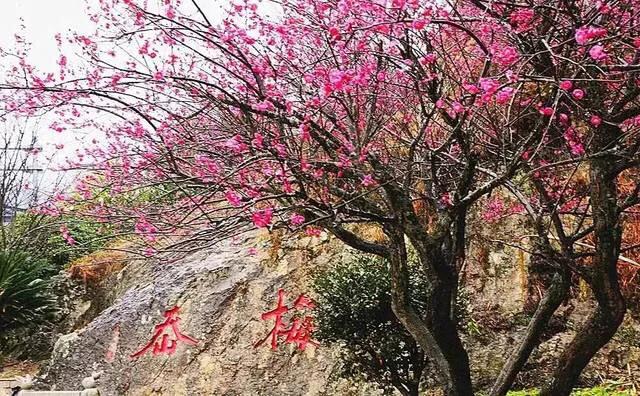 浙江8处赏梅胜地，收藏起来