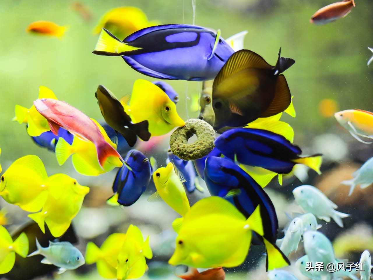 中国亚特兰蒂斯水族,海洋生物亚特兰蒂斯