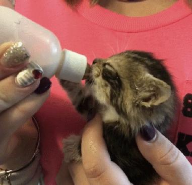 「今日萌图」一旦猫咪能自己打开鱼罐头，人类也就完蛋了