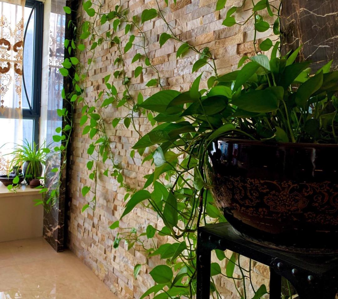 别说你对绿植没有误解，来看看你占哪一条