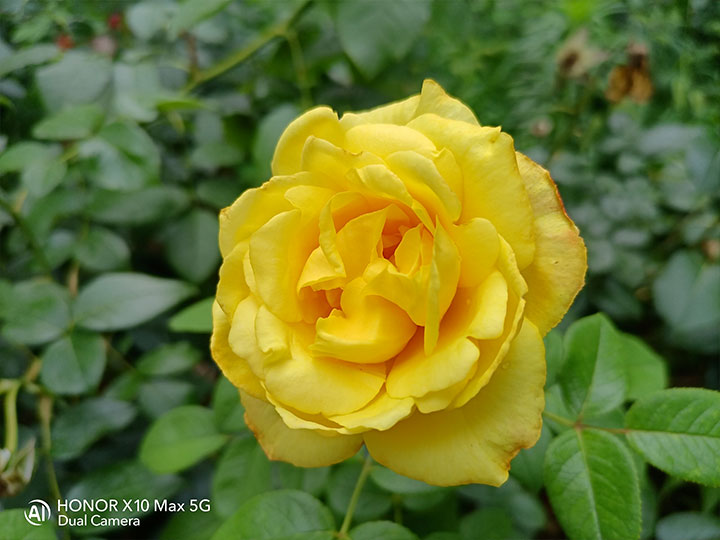 荣耀x10max和华为mate20x5g,5g大屏超能出击荣耀x10max图赏