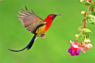 金沙遗址太阳鸟图片,叉尾太阳鸟图片大全