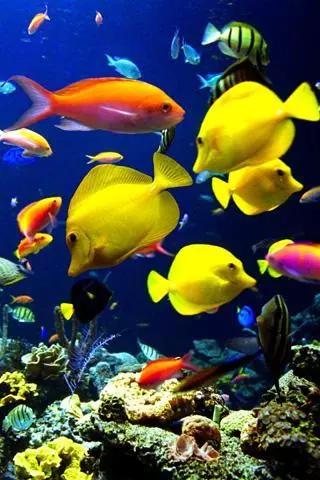 观赏鱼寄生虫杀虫药,观赏鱼杀虫药能随便下吗