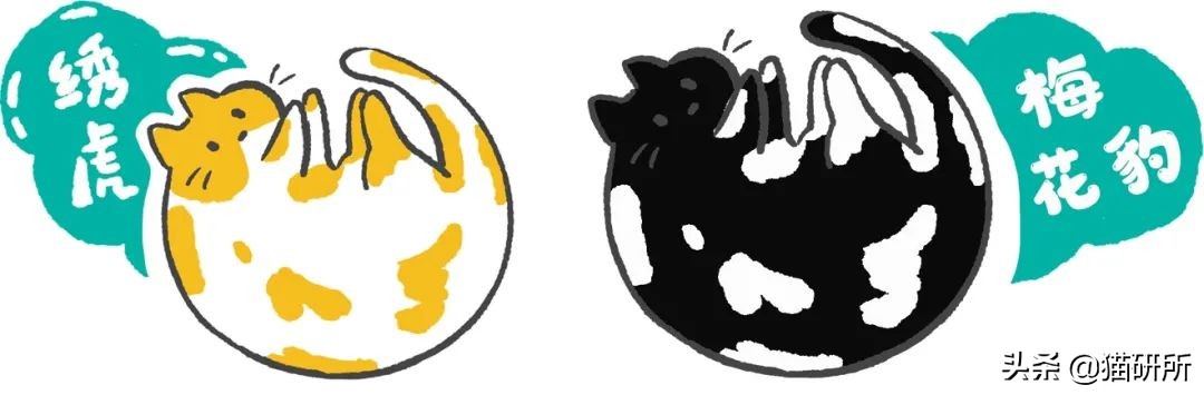 古代人如何称呼不同毛色的猫咪？