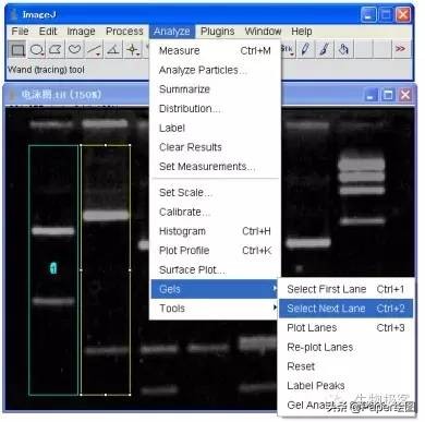 黄色和绿色如何用imagej分析,imagej图像分析教程
