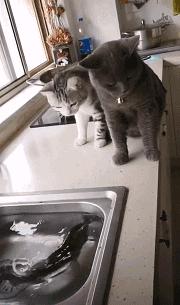 你根本不知道，养只猫有多幸福！