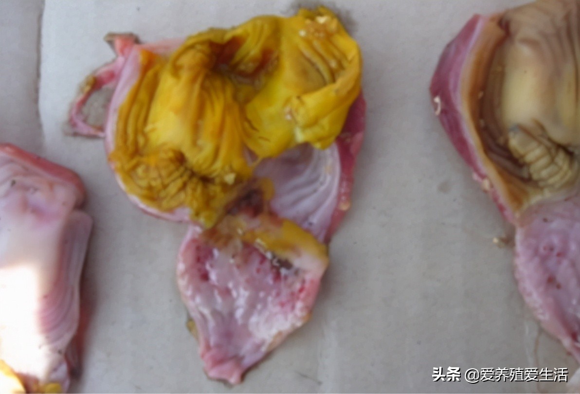 霉菌毒素惹的祸,霉菌毒素对牛羊的危害有哪些