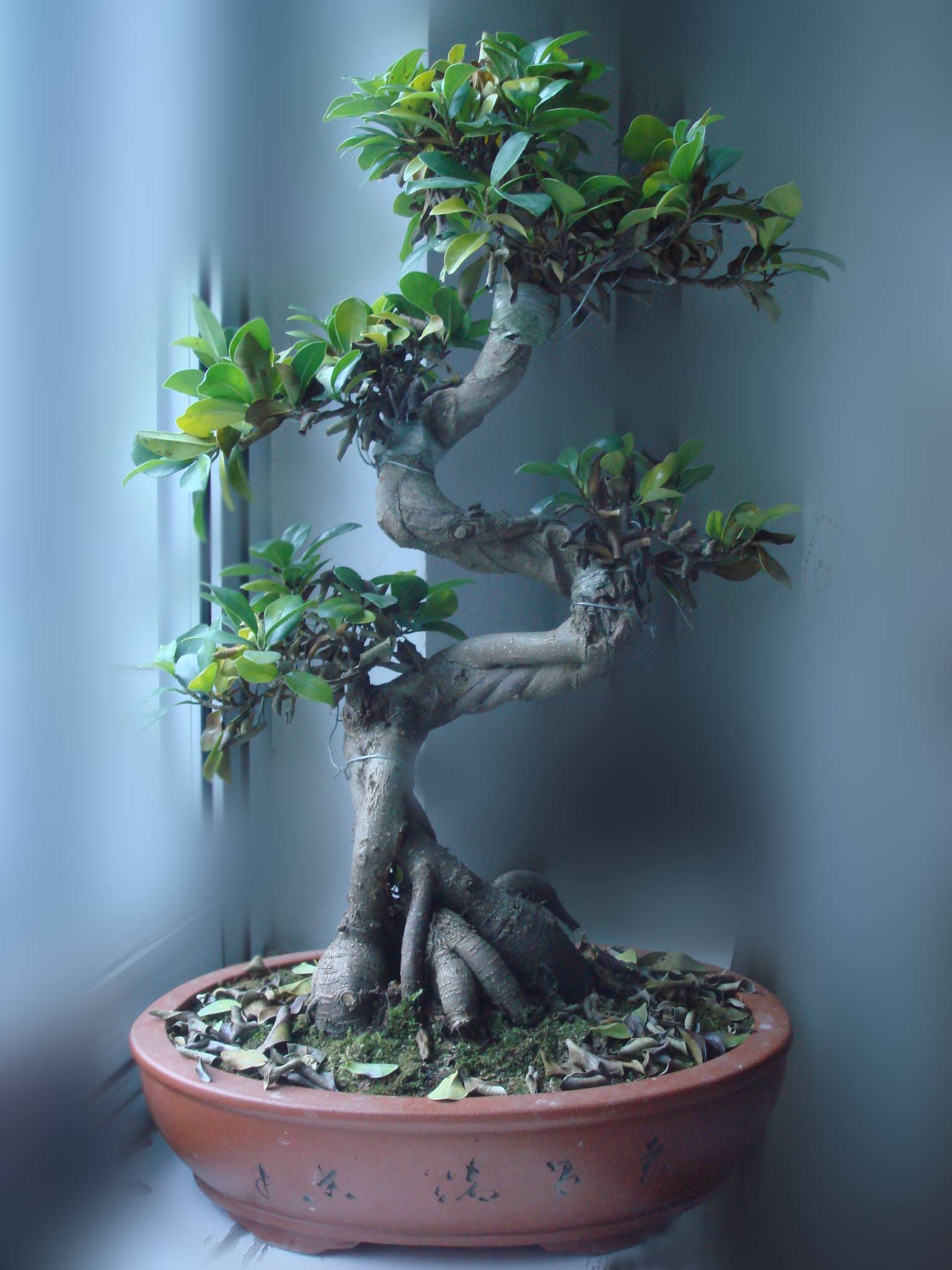 冬天榕树掉叶子是怎么回事,榕树盆景冬天怎么养忌讳什么