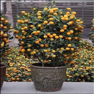 金桔开花期间怎样提高坐果率,脆皮金桔怎么提高坐果率