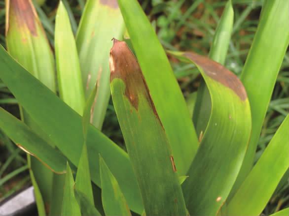 花卉受了冻害怎么挽救,庭院花卉病虫害如何防治