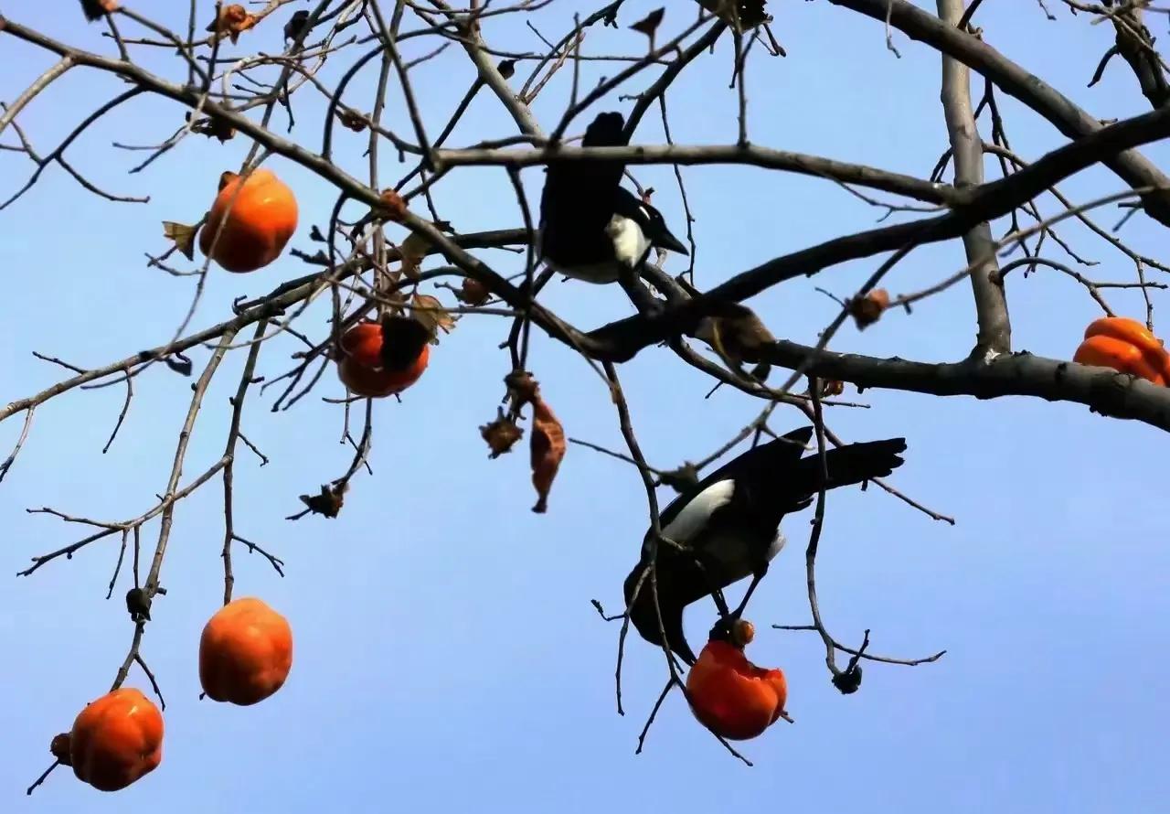 甜柿子和涩柿子野柿子树区别,冻柿子是熟柿子还是生柿子