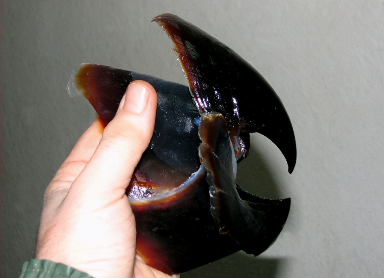 世界上最大的大王酸浆鱿有多少米,大王酸浆鱿长80米