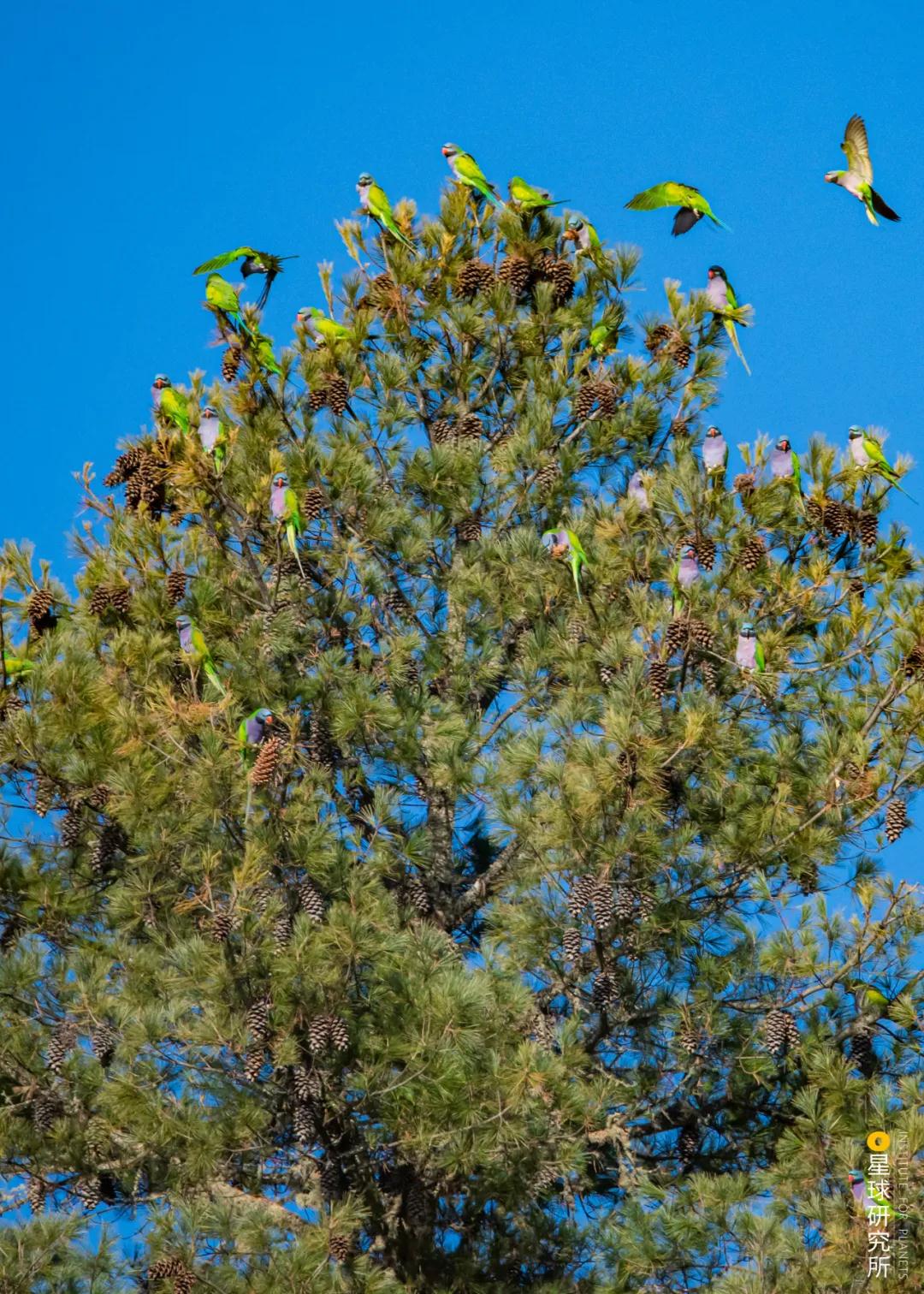 林草领域知识图谱,林草科普专业术语