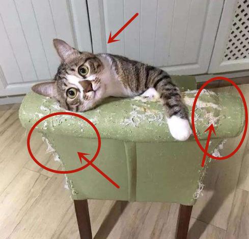 我家主子又把沙发抓坏了！过来人答疑：铲屎官到底配不配买沙发？