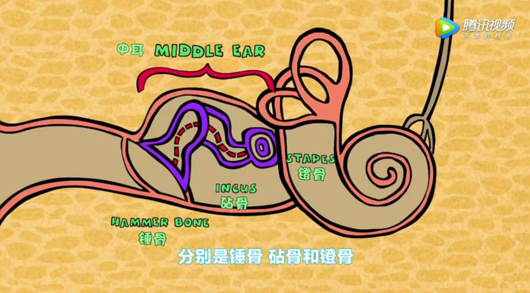 最近迷上了一部动画，一查，原来它是首部诺贝尔奖科普动画