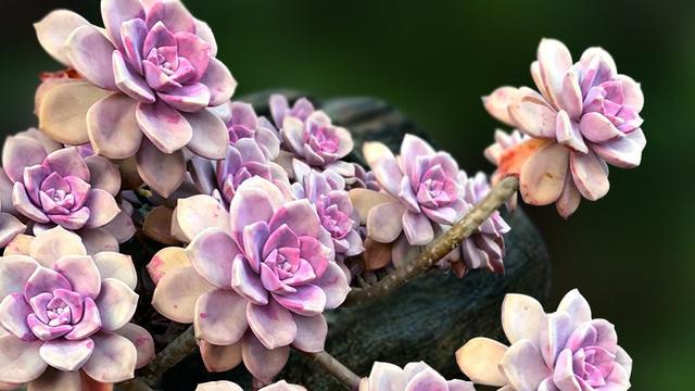 紫乐老桩杆太长不冒小芽怎么办,多肉紫乐怎样出多头