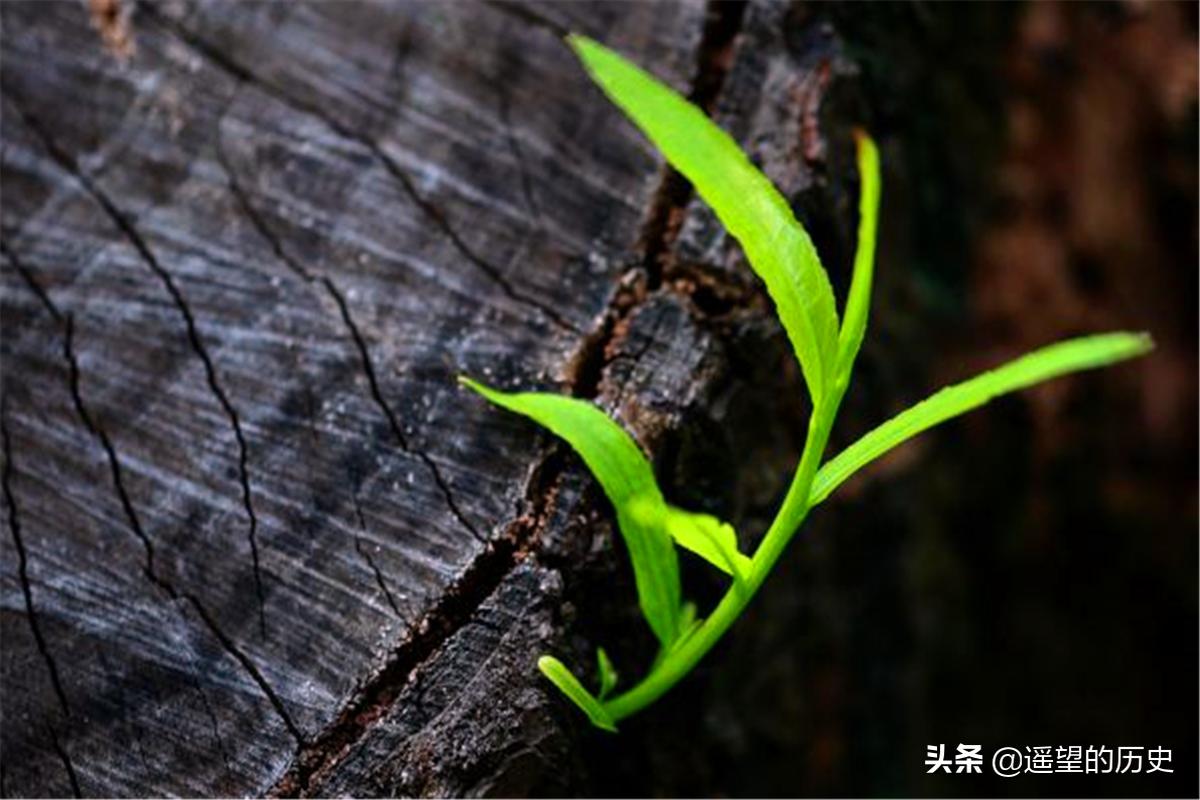 农村宅子出四喜有什么说法,古人有一句俗语宅子出四喜