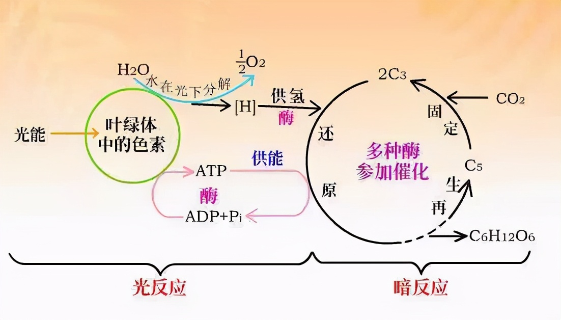 秋天的树叶为什么会变红变黄,秋天树叶为什么会变黄掉下来