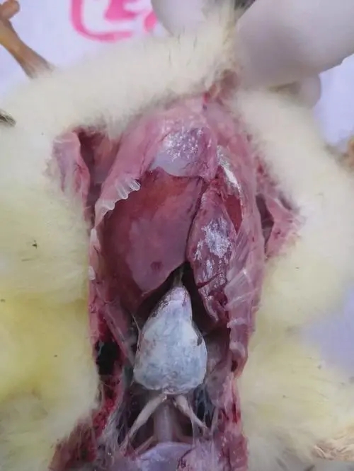 小鹅发现了痛风怎么办,小鹅第7天痛风如何解决