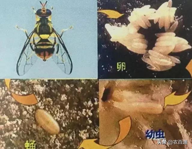 芒果果实蝇防治,芒果果实蝇虫害最佳防治方法
