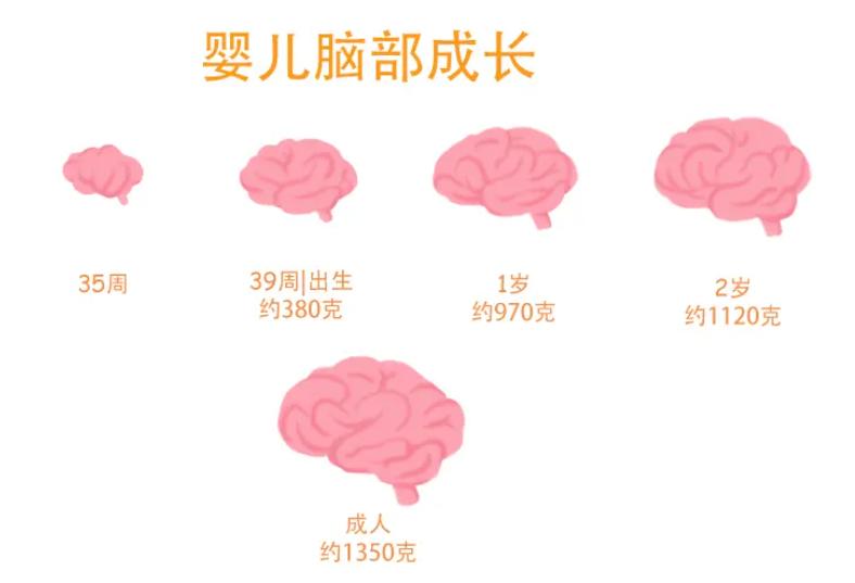 孩子大脑发育没成熟怎么办,不要错过孩子大脑发育
