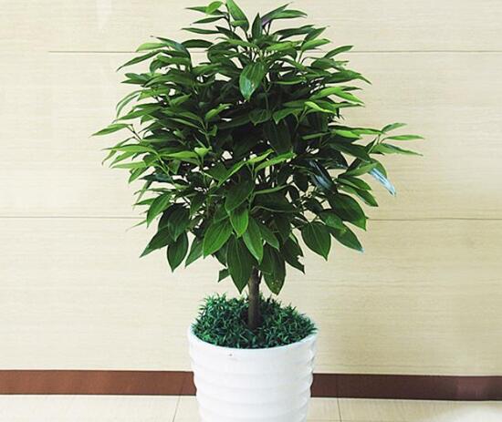 平安树有什么寓意和好处,平安树有什么好处