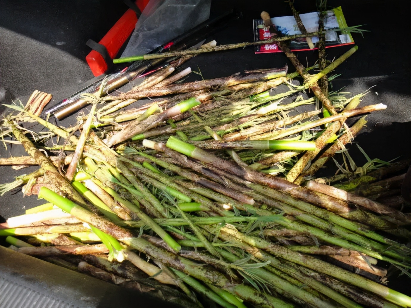 腊肉野生笋,高山野生嫩笋腊肉