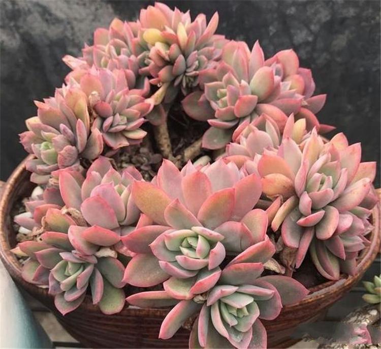 多肉老桩是美，但你买的也许是“假”老桩