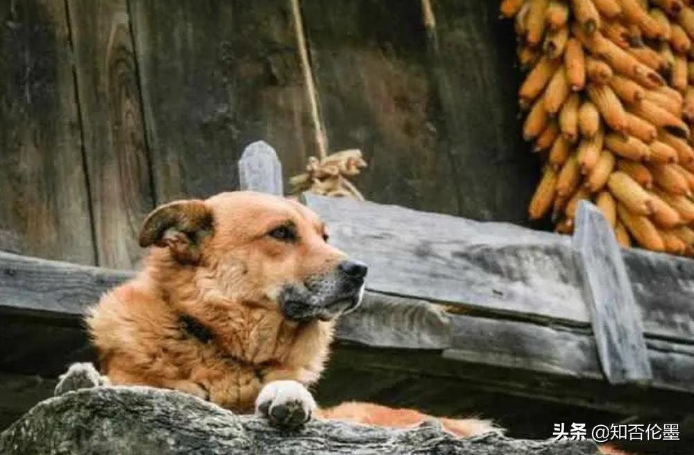 为何有人收购农村十年以上的老狗,狗贩子在农村收的狗都去了哪里