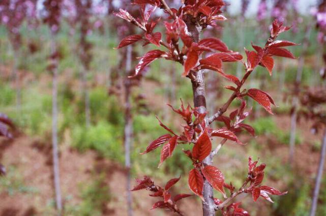 红叶樱花苗木批发,苗木市场行情紫叶李价格
