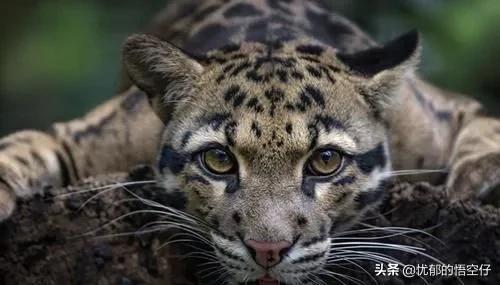 中国“小剑齿虎”,地上吃野猪、上树吃猴,挺过640万年今濒危!