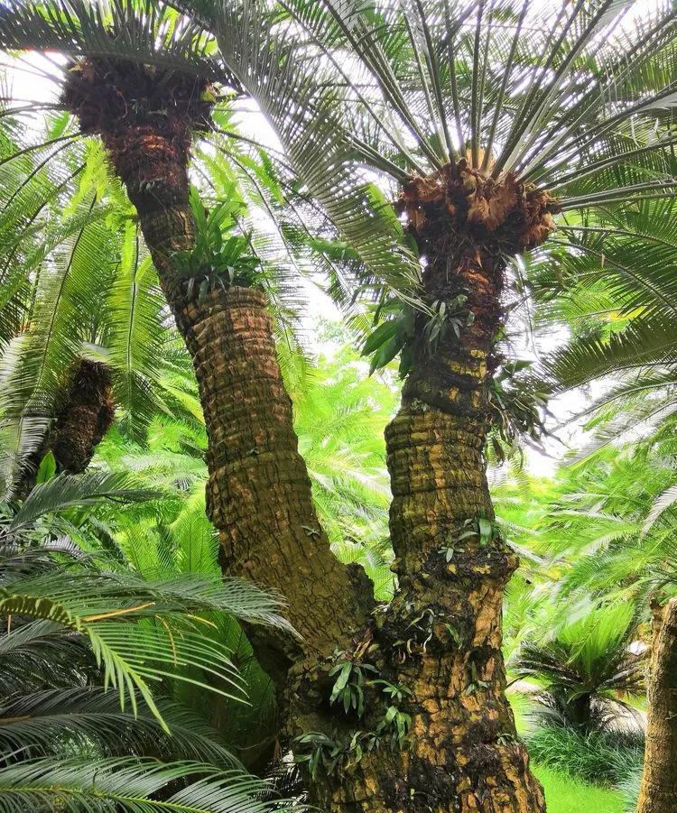 迎接COP15,保护生物多样性丨长江里有什么之“巴蜀之宝”苏铁