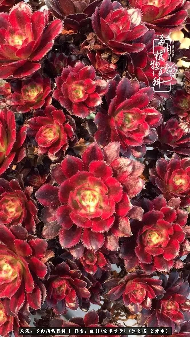 六年时间环游22个国家，却被多肉小萌物征服