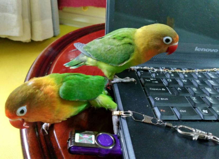 对“啥都吃”的牡丹鹦鹉,可别乱喂,辣椒、巧克力这是鸟能吃的吗