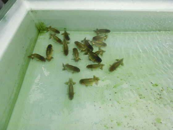 兰寿金鱼怎么养才能活得长久,兰寿金鱼当年好养还是两年好养