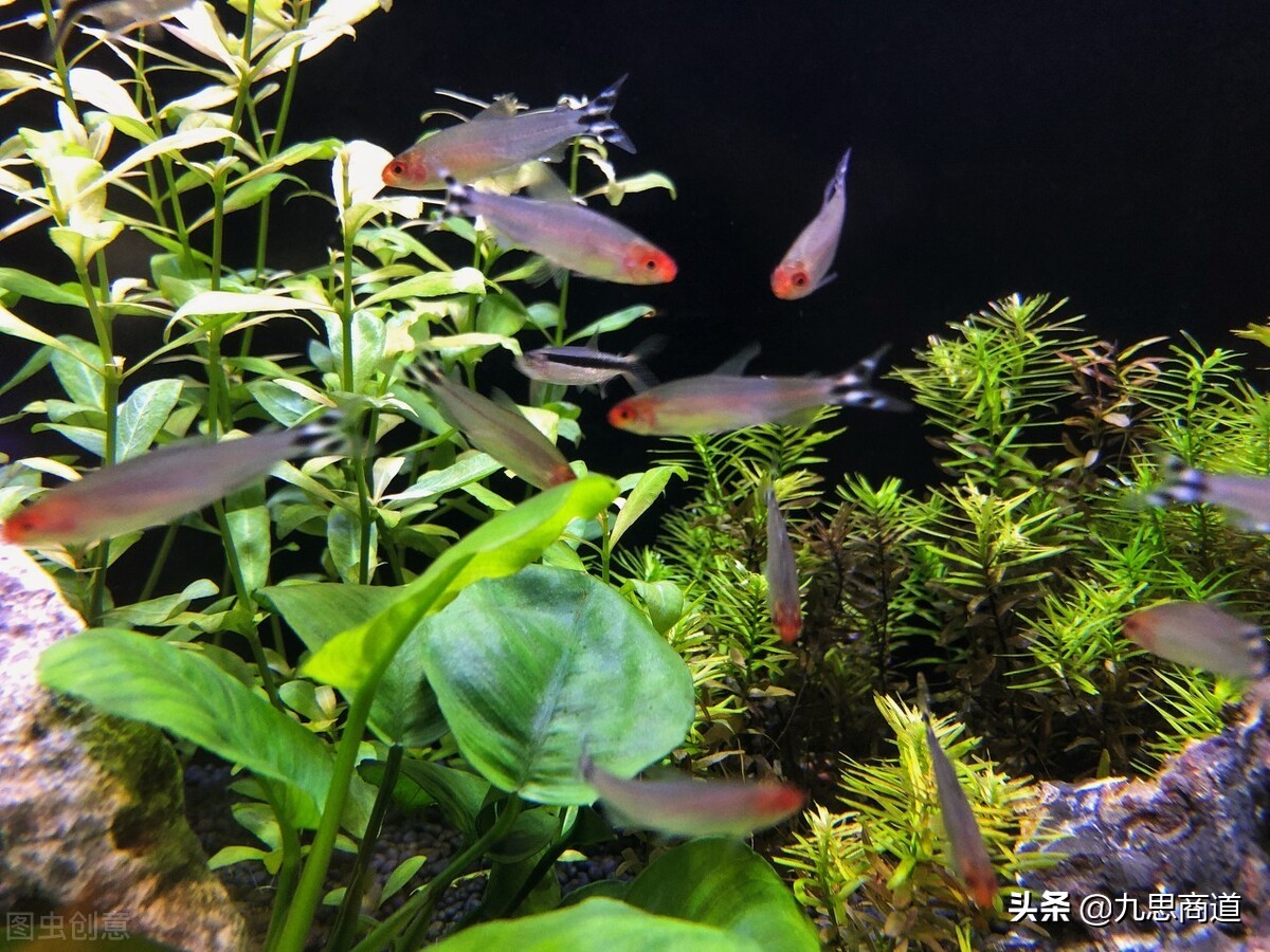 鱼缸清洗上门服务怎么推广,成都鱼缸上门清洗