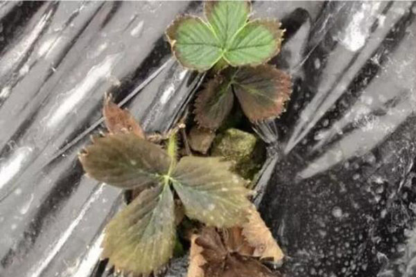 草莓移栽20天死苗是什么原因,草莓种一个月叶子枯死