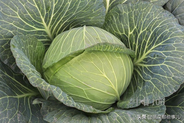 十字花科蔬菜种子,十字花科蔬菜名单