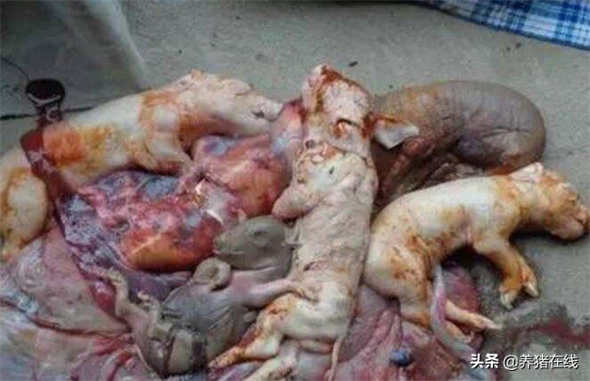 母猪产死胎是什么原因,从死胎颜色判断母猪原因