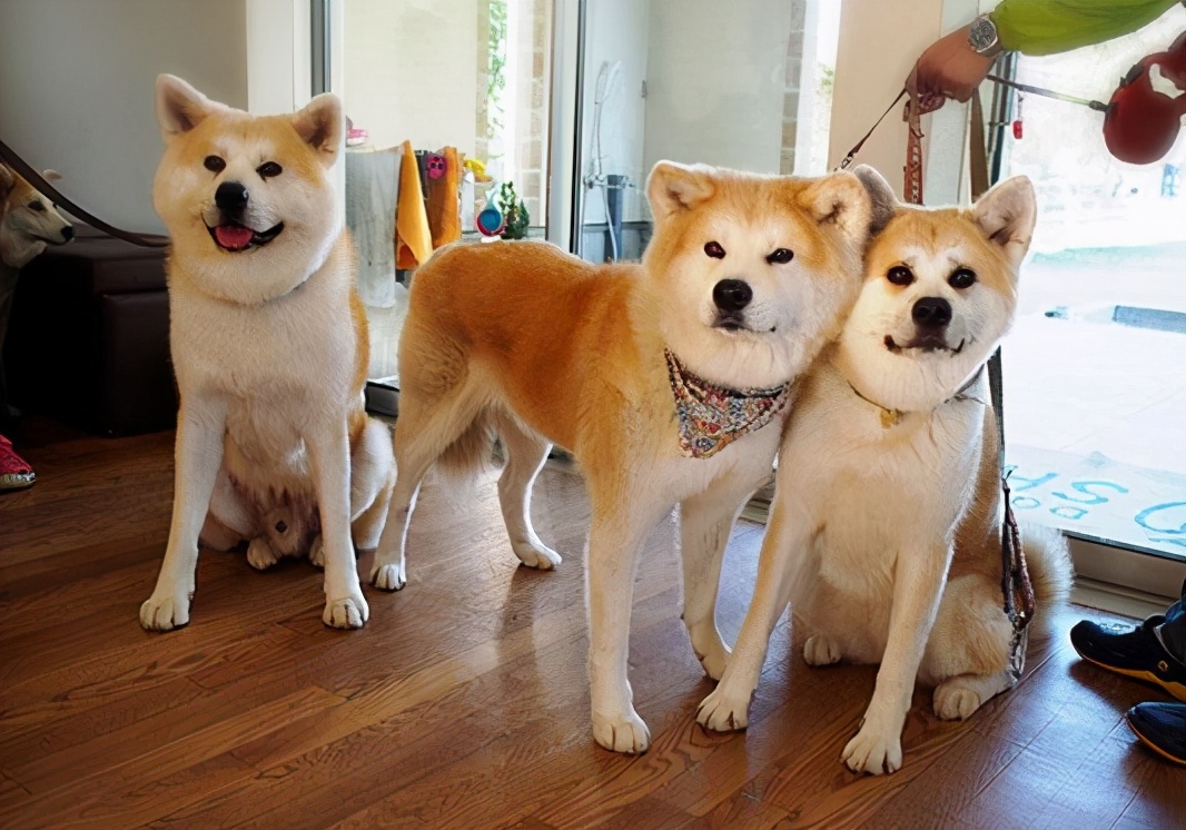 禁养犬名单公布你家狗在其中吗,土狗为什么列为禁养犬