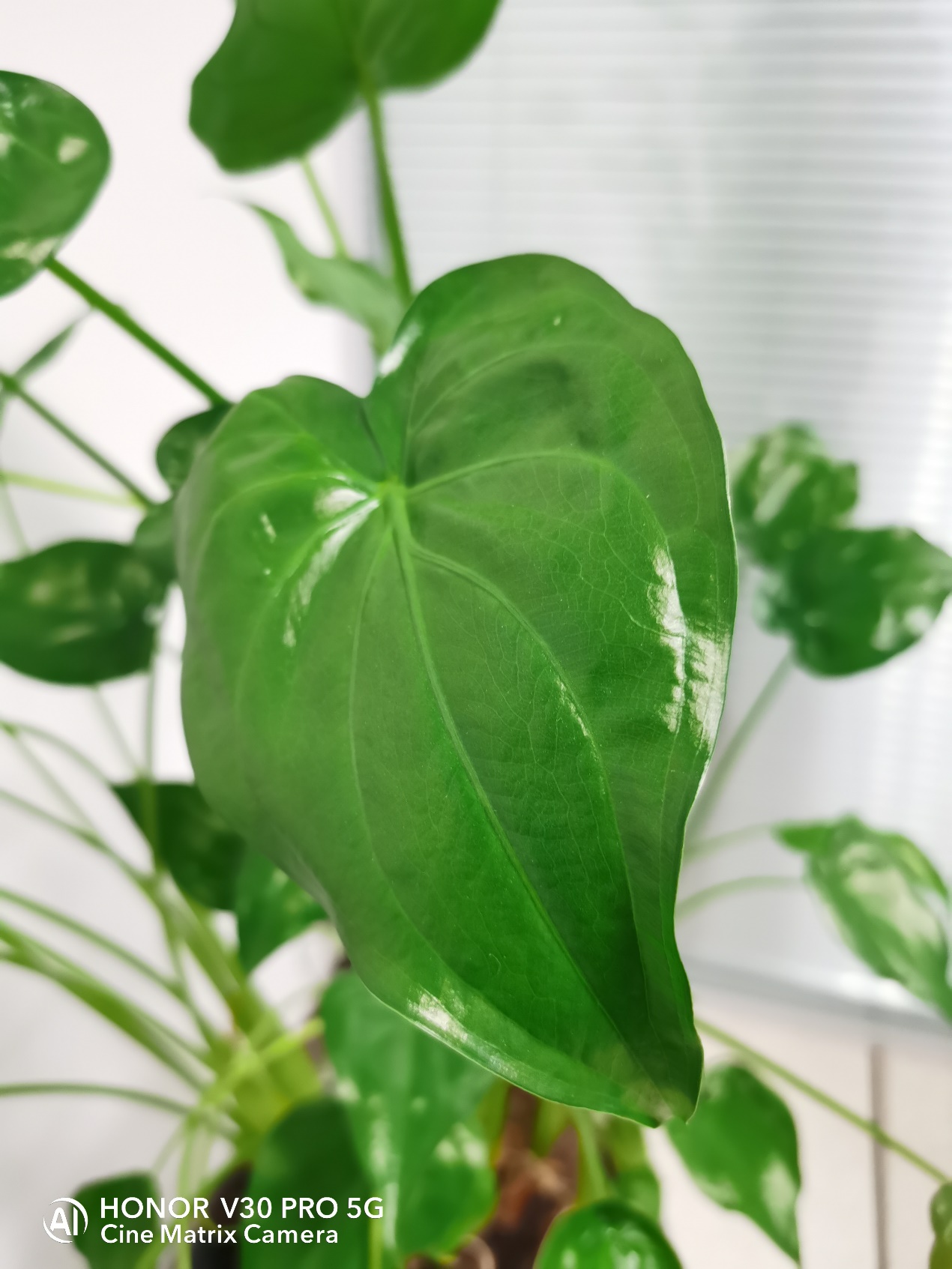 荣耀v30pro还能再战几年,荣耀v30pro用了半年体验感怎样