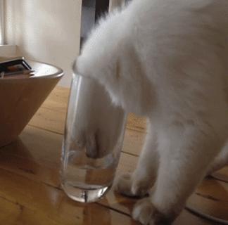 猫咪在屋顶视频,猫咪在屋顶的视频