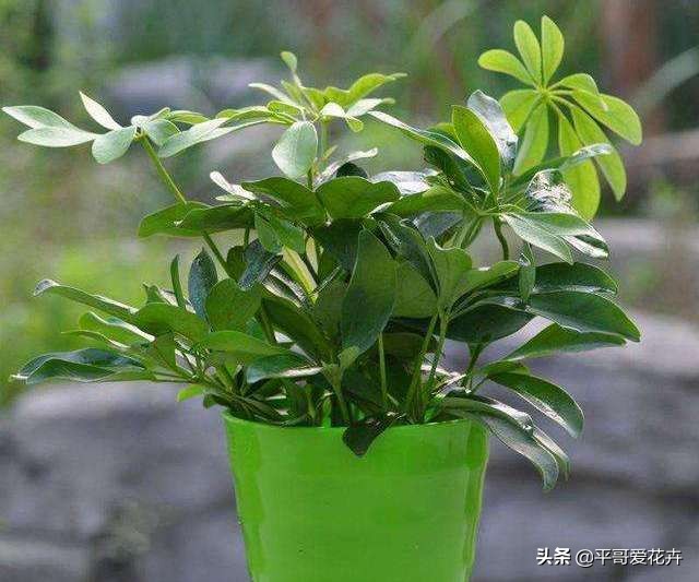 夏季室内小黑飞怎么消灭最彻底,防小黑飞的植物