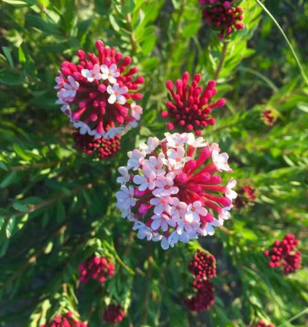 10种最毒花卉,20种大毒花
